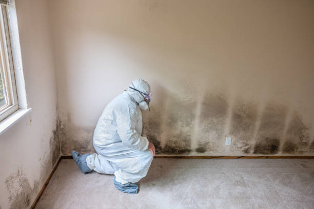 Best Emergency Mold Remediation  in Bloomfield Hills, MI